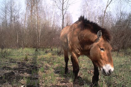 Un caballo de Przewalski fotografiado por cámaras de fototrampeo en el bosque rojo en abril de 2017