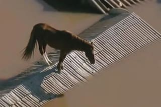 La desoladora imagen de un caballo atrapado en un techo de una vivienda tapada por agua