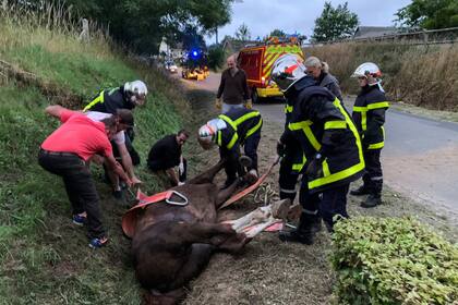 Un caballo herido en una zanja después de haber sido atacado, en Criquetot-sur-Logueville, noroeste de Francia