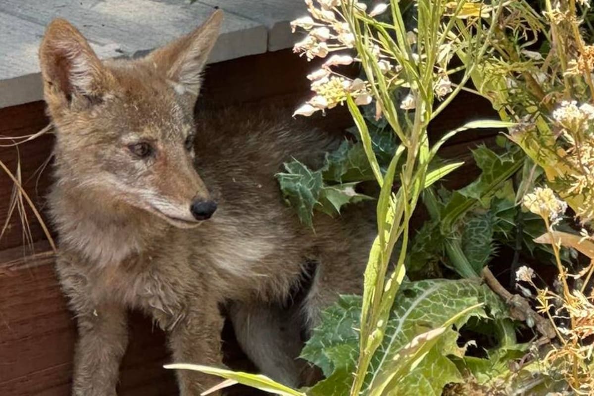 Un cachorro de coyote que perdió a su familia fue encontrado en California, EE.UU.