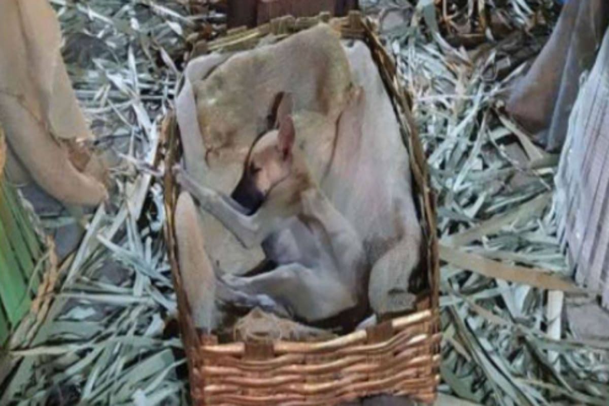 Un cachorro de la calle fue encontrado durmiendo en un pesebre navideño e inspiró una cadena de solidaridad para encontrarle una familia