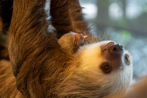Un cachorro de perezoso con su madre en el Zoológico y Sociedad de Conservación de Palm Beach, el martes 30 de enero de 2024, en West Palm Beach, Florida. (Palm Beach Zoo vía AP)