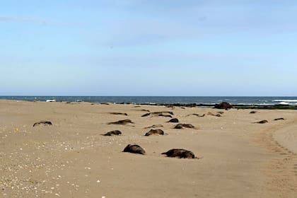 "Un cadáver tras otro" de crías de elefantes marinos, el recuerdo de una científica norteamericana sobre la península Valdés