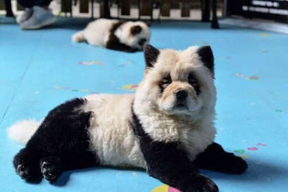 Un Café para mascotas es duramente criticado por teñir a cachorros Chow Chow como pandas.