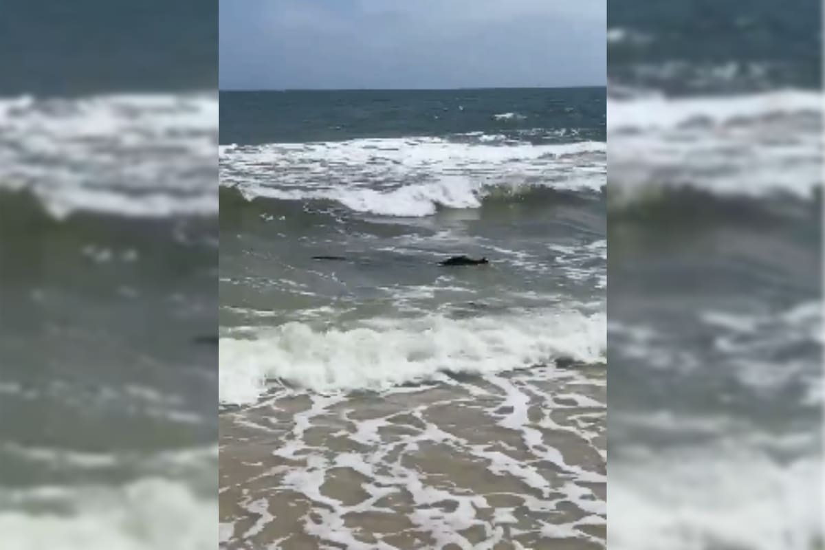 Un caimán apareció en una playa de Alabama, EE.UU.; el momento fue compartido a través de redes sociales
