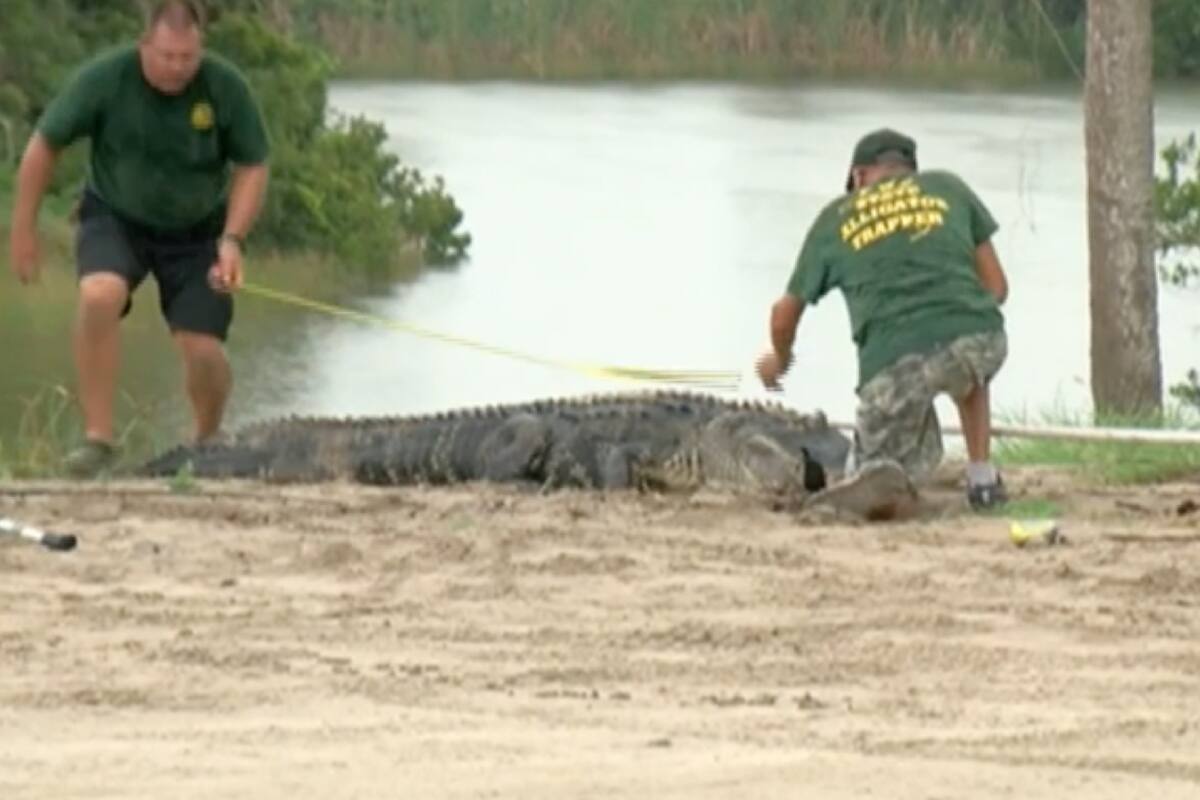 Un caimán atacó a un hombre que estaba en un bar en Florida