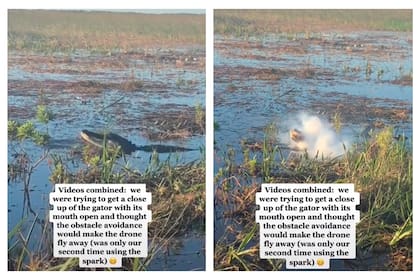 Un caimán atrapó, masticó y se tragó un drone que sobrevolaba sobre el pantano que habitaba