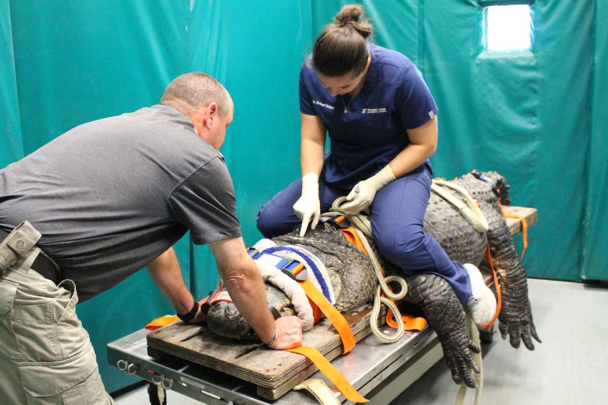 Un caimán de Florida registró actitudes extrañas y resultó que eran a causa de una enfermedad