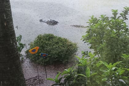 Un caimán entre las flores del jardín de una mujer de Bluffton