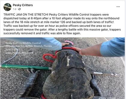 Un caimán frenó el tráfico al aparecer en medio de una autopista de Florida