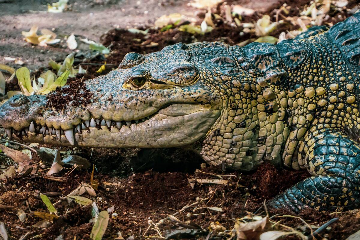 Un caimán gigante devoró a uno más pequeño y se volvió viral