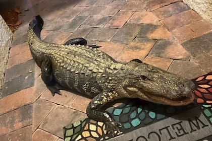 Un caimán llegó hasta la puerta de la casa de una familia de Gateway, Florida