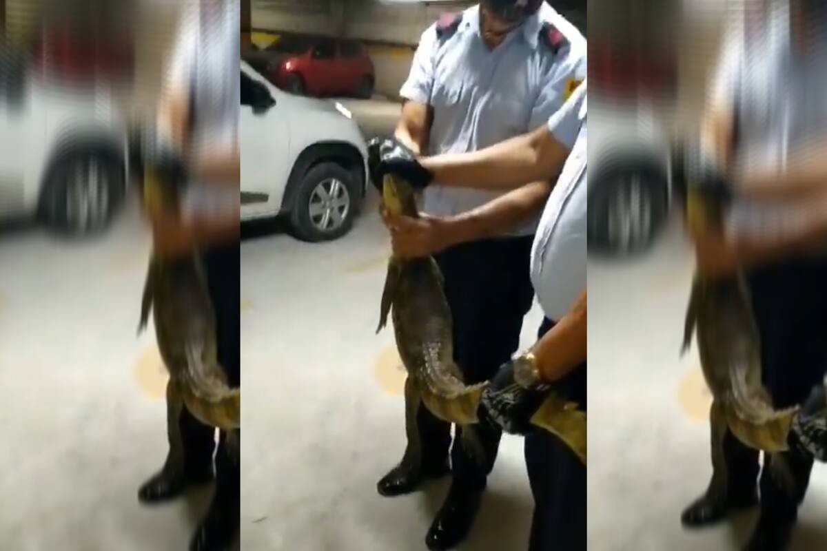 Un caimán sorprendió a los vecinos de Barranquilla, en Colombia