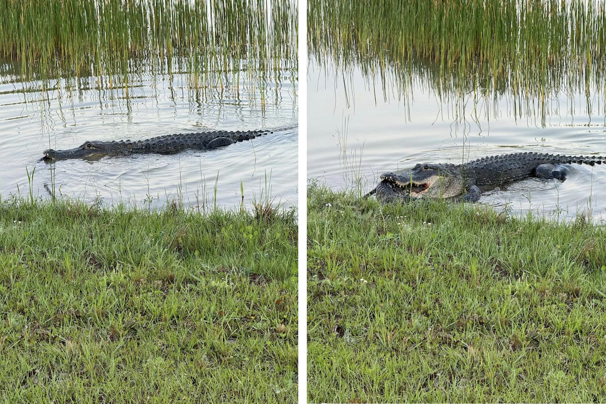 Un caimán sorprendió a una mujer en Babcock Ranch, Florida