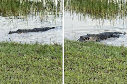 Un caimán sorprendió a una mujer en Babcock Ranch, Florida