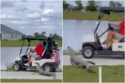 Un caimán sorprendió a unos golfistas de Florida, que casi terminan en el lago