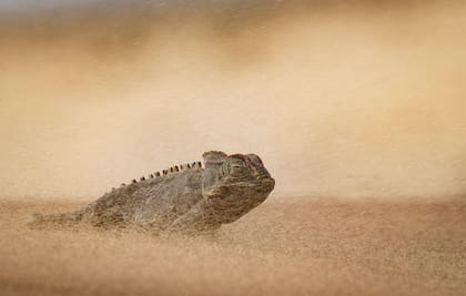 Un camaleón namaqua emerge de una nube de arena levantada por el viento
