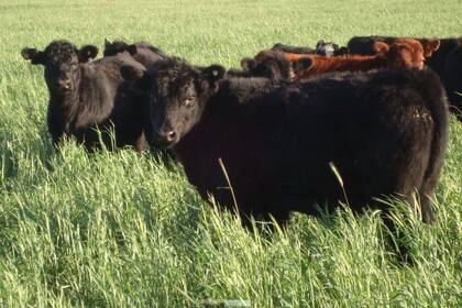 Un cambio en el patrón climático permitiría recuperar la base forrajera