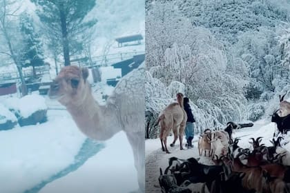 Un camello se emocionó al conocer la nieve por primera vez (Captura video)