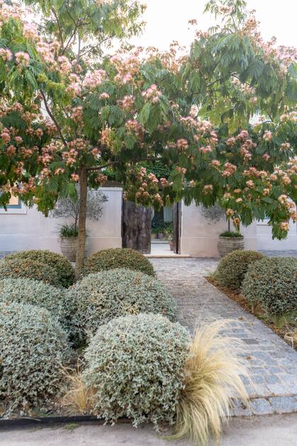 Un camino peatonal hacia la puerta de entrada al patio con dos acacias de Constantinopla acompañadas de teucriums podados en forma de esfera y stipas que dan soltura