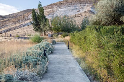 Un camino que atraviesa un jardín silvestre entre flores, gramíneas y artemisias.