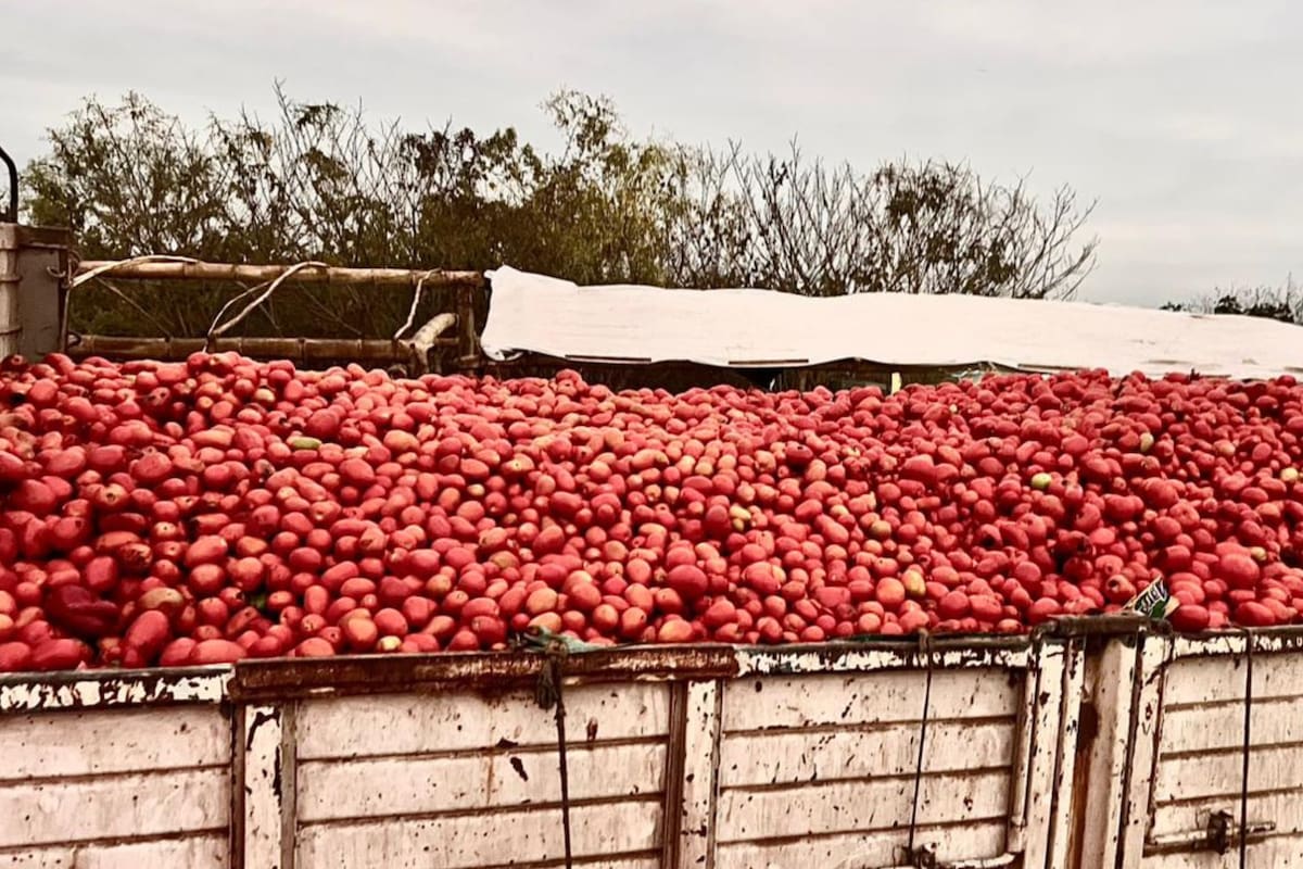 Un camión con todo el tomate que se desechará