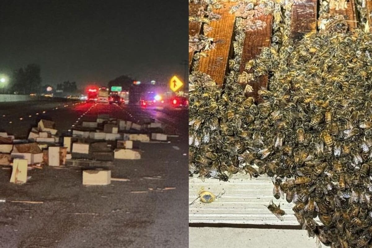 Un camión que transportaba abejas por la carretera volcó en California