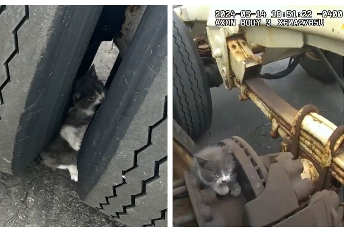 Un camionero encontró un gatito atrapado en una rueda de su camión (Captura Ohio State Highway Patrol)