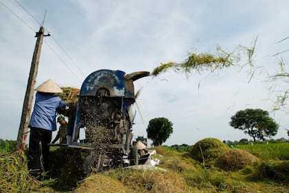 Un campesino procesando arroz, uno de los mayores cultivos de Vietnam y base de su alimentación