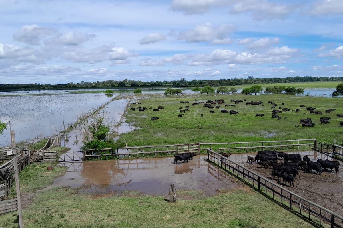Un campo anegado en la zona de Reconquista, Santa Fe