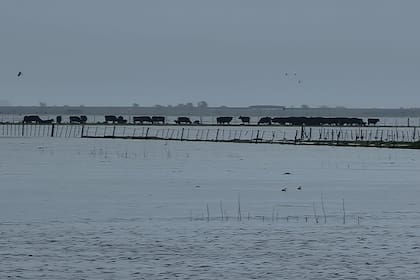 Un campo bajo el agua, sobre la ruta 2, en el partido de General Guido