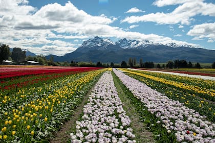 Un campo con 2.300.000 tulipanes, de 27 variedades diferentes que despliegan su belleza al pie de la cordillera