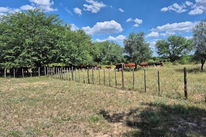 Un campo con hacienda en Santiago del Estero