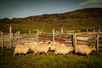Un campo con ovejas cerca de Narsaq. (Carsten Snejbjerg/The New York Times)