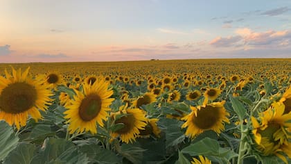 Un campo de girasoles