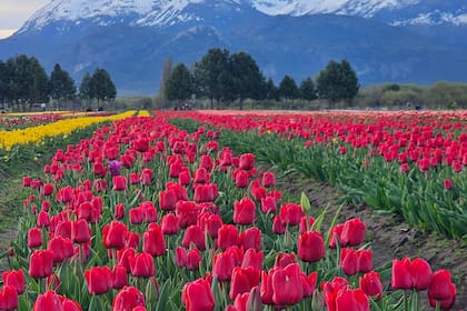 Un campo de tulipanes