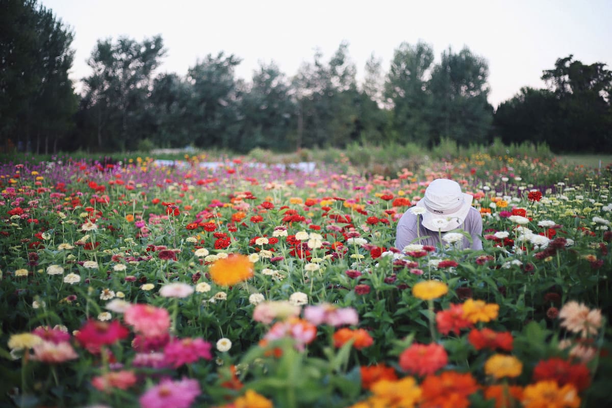Un campo de flores en la Argentina