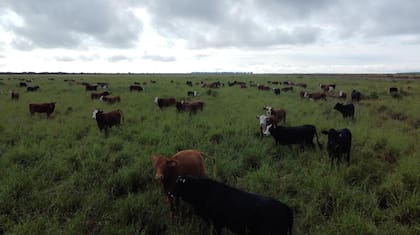 Un campo de la firma, referente en producción e integración del negocio. Juramento