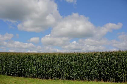 Un campo de maíz en Dubuque, Iowa, donde en julio de 2018 varios granjeros expresaron su rechazo al paquete de ayuda financiera del gobierno