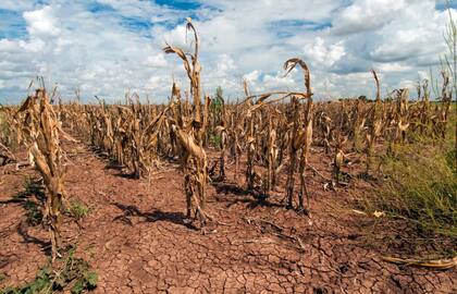 Un campo de maíz se marchitó durante una sequía en Texas