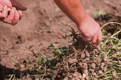 Un campo de producción de maní en la provincia de Córdoba; el cultivo genera exportaciones por US$1000 millones