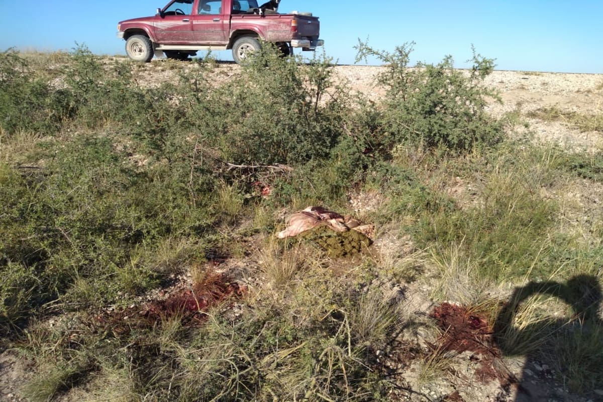 Un campo donde los delincuentes carnearon