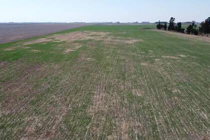 Un campo en la localidad santafecina de Bigand en dode el trigo apenas crece
