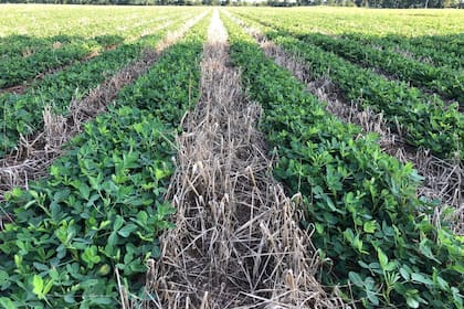 Un campo en Mississippi, Estados Unidos