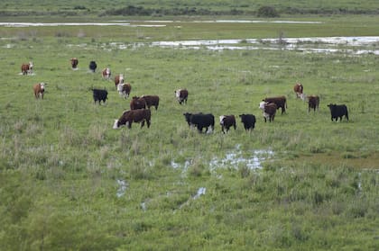 Un campo en Victoria que comenzó a anegarse
