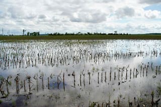 Commodities: ¿hay un nuevo ciclo alcista?