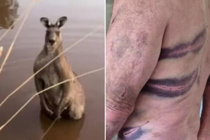 Un canguro atacó a un jubilado cuando este intentaba proteger a su mascota