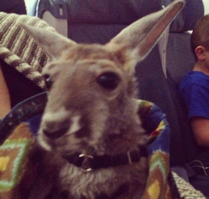¿Un canguro bebé a bordo? Sí