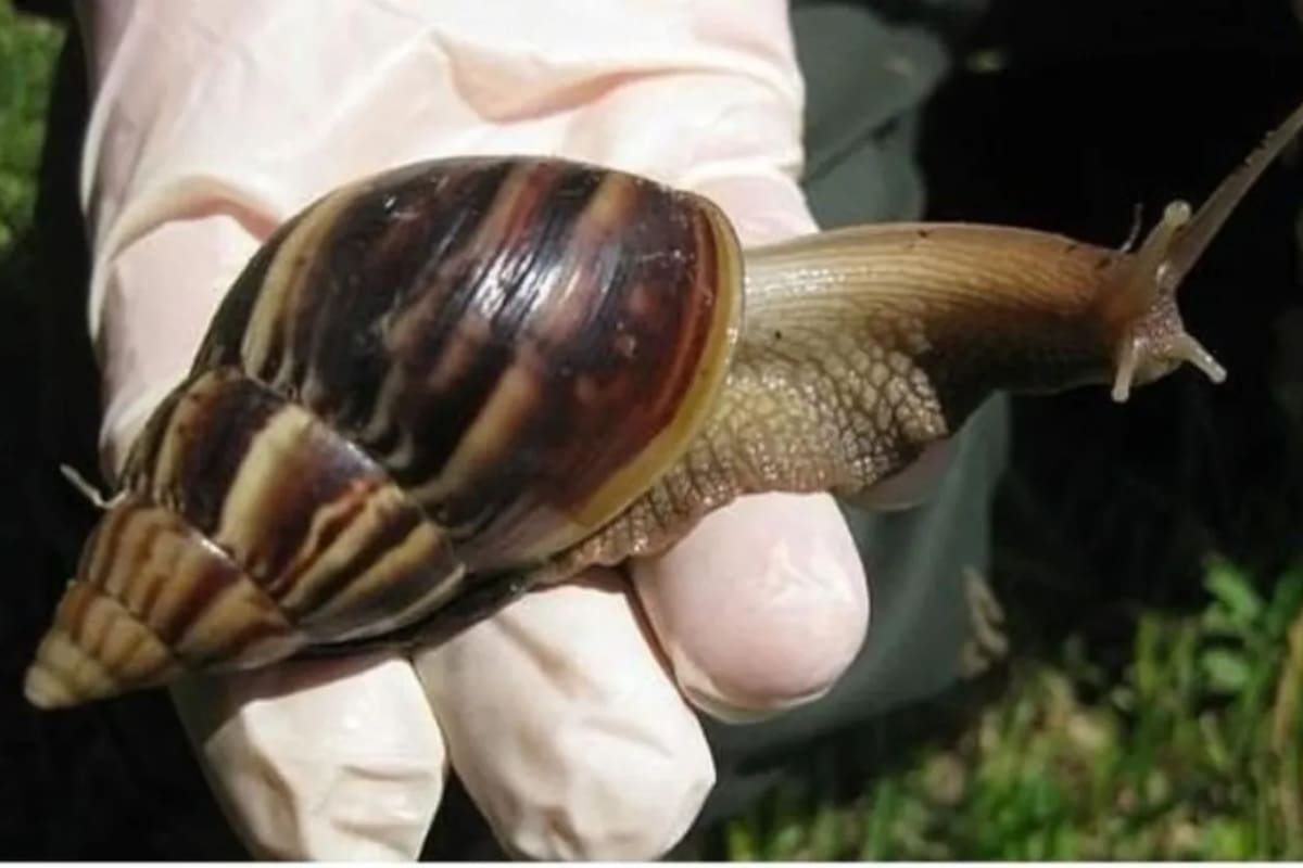 Un caracol africano apareció en Tucumán y obligó al SENASA a tomar decisiones al respecto