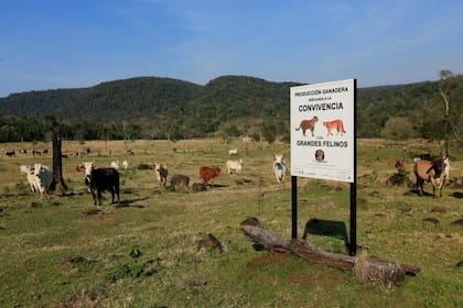 Un cartel en la chacra del productor Jorge Barbian, que advierte sobre la posible presencia de grandes felinos, como el puma y el yaguareté. Red Yaguareté